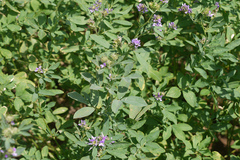 Medicago sativa